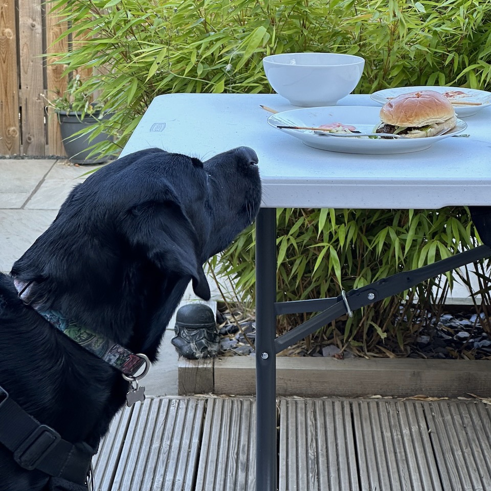 A black lab stares up wistfully at a burger on a picnic table